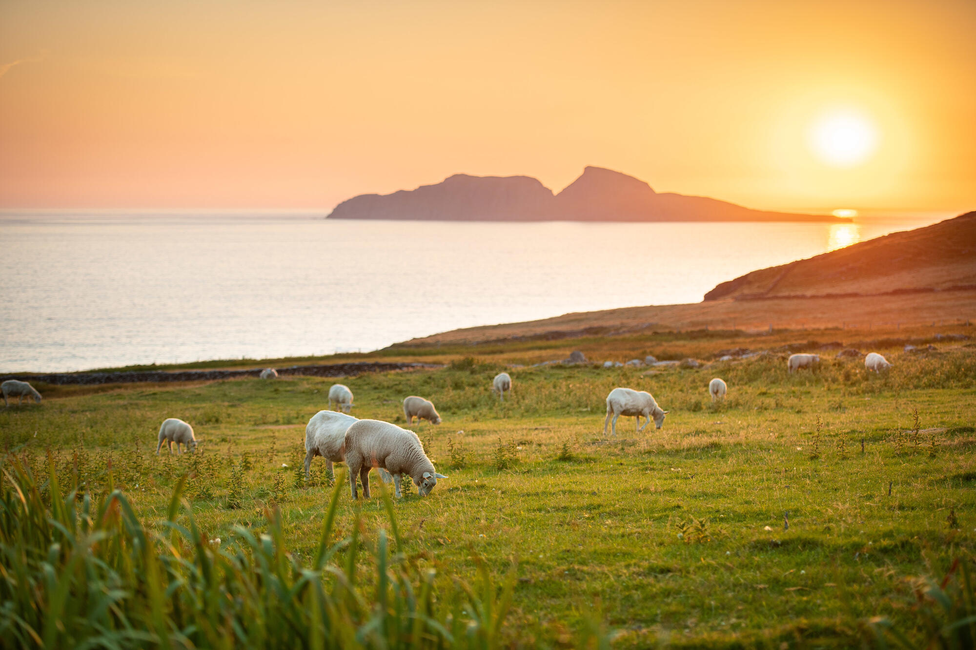 Sheep grazing in the fields in Co. Kerry.